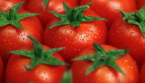 朝堂吃瓜番茄小说免费阅读  第2张